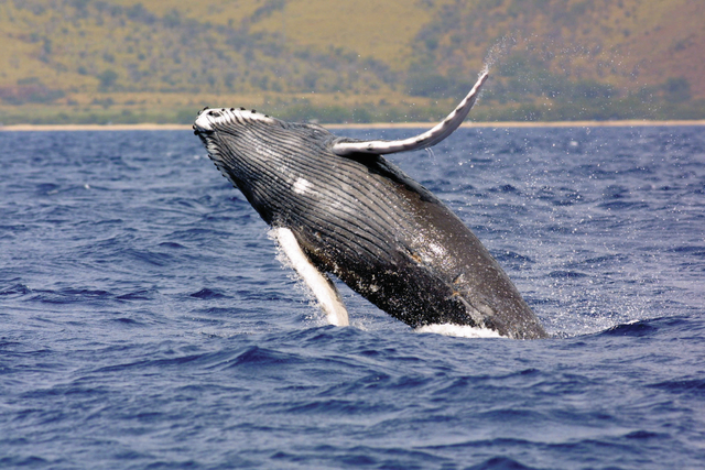 1711082_web1_Humpback-whale-spotted.jpg