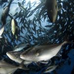 1711402_web1_copy_Fish-in-Cage-03132014.jpg