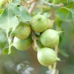 1714076_web1_CoffeeMacNut_0038.jpg
