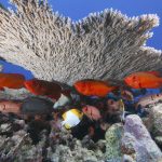 1732907_web1_Bigeye-soldierfish-and-pyramid-butterflyfish-at-French-Frigate-Shoals.jpg