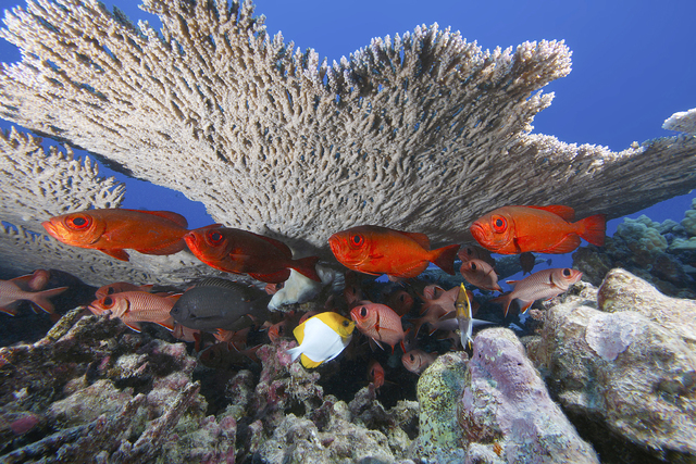 1732907_web1_Bigeye-soldierfish-and-pyramid-butterflyfish-at-French-Frigate-Shoals.jpg