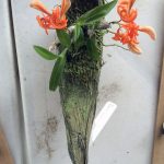 1733511_web1_VAC-orchids.jpeg