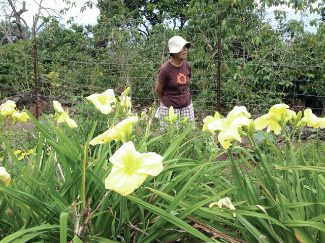 Tropical Gardening Daylilies A Better Fit For The Hawaiian Garden