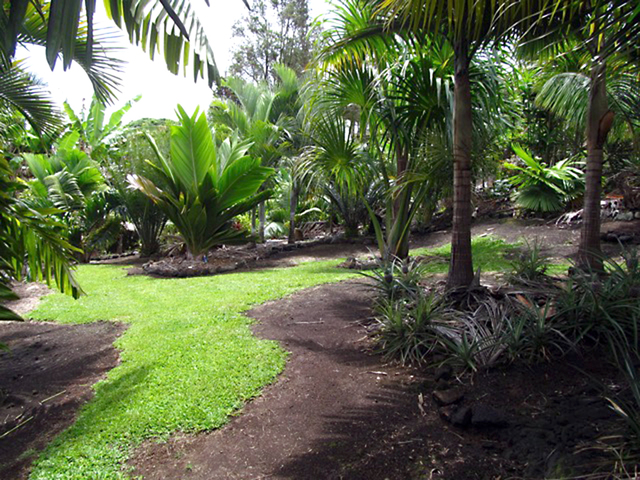 1993128_web1_Palm-garden-tour.jpg