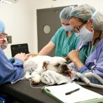 2188949_web1_Pets-Vet-School_Roge.jpg