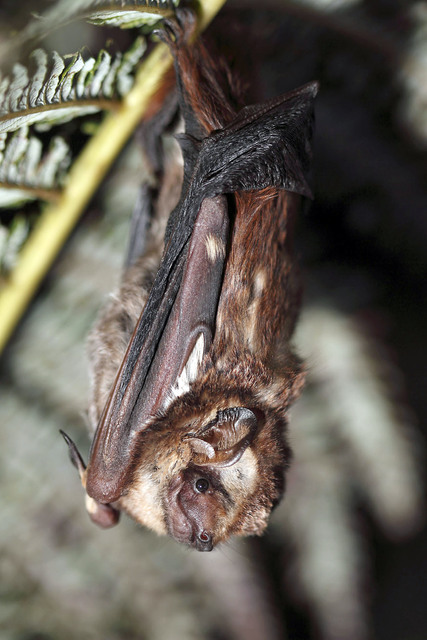 2208813_web1_Hawaiian-Hoary-Bat.jpg