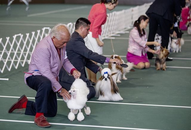 2277940_web1_Big_Island_Kennel_Club_Dog_Show_1.jpg