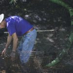 2323897_web1_Zoo_Tiger_Problems_4.jpg
