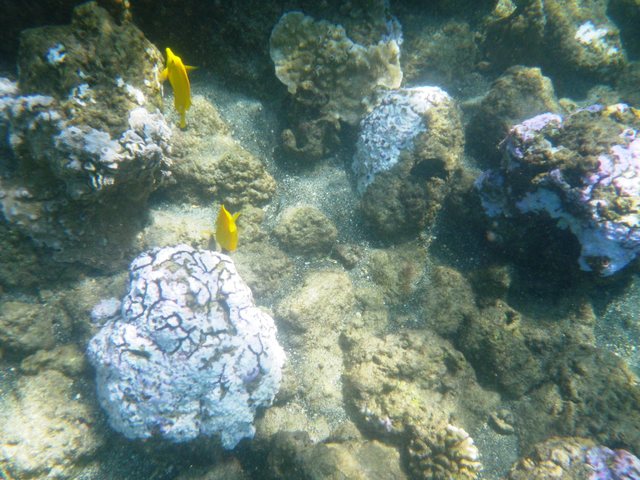 2365320_web1_coral-bleaching-with-yellow-tang.jpg