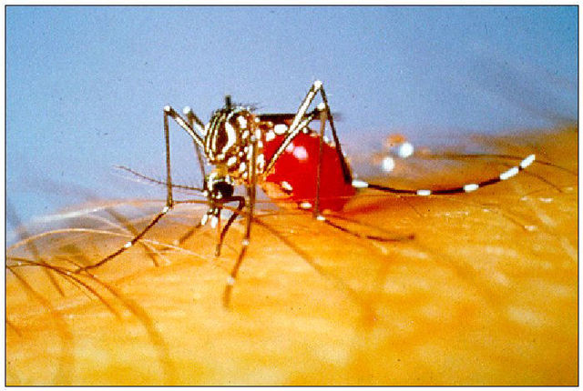 2458040_web1_Aedesaegyptimosquito2.jpg