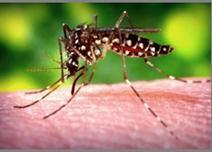 2458040_web1_Aedesaegyptmosquito1.jpg