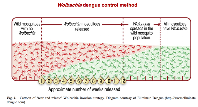 2807628_web1_dengue-control.jpg