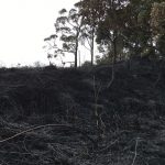 2814989_web1_Wildfire2.jpg
