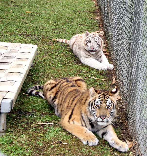 3152423_web1_bengal-hilo-zoo-06.jpg