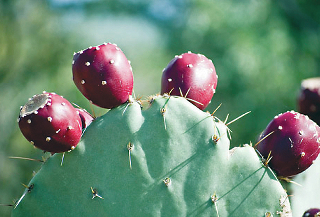 3438742_web1_pricklypear.jpg