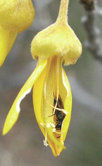 3684244_web1_yellow-faced-bee-in-flower--med.jpg