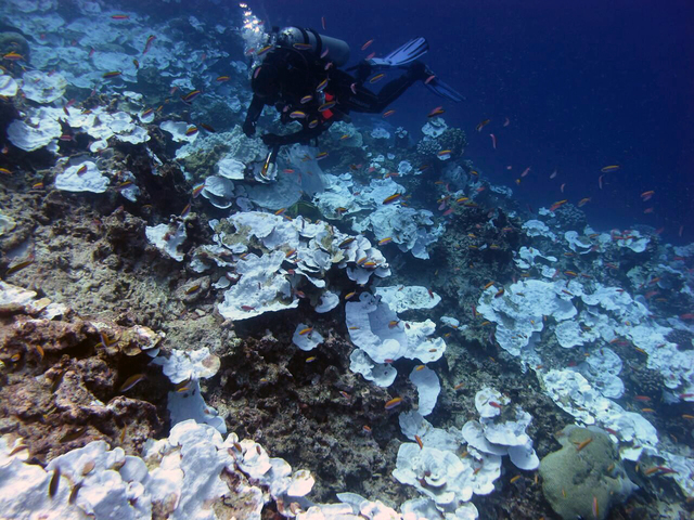 3688672_web1_Coral-Reef-Mortality_Gerh.jpg