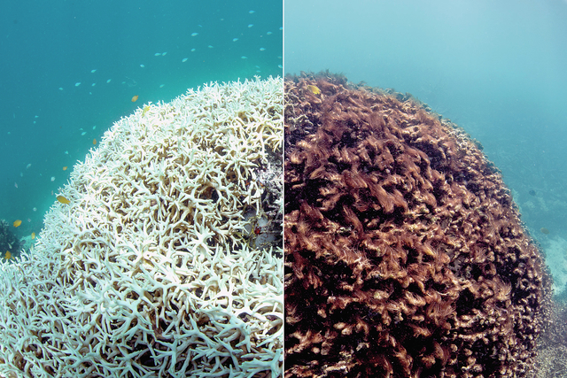 3706894_web1_Coral-Reef-Mortality-_2.jpg