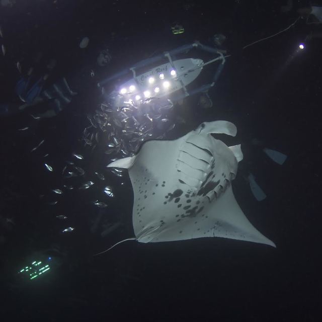 Manta ray tour rule proposals would require permit, limit site access