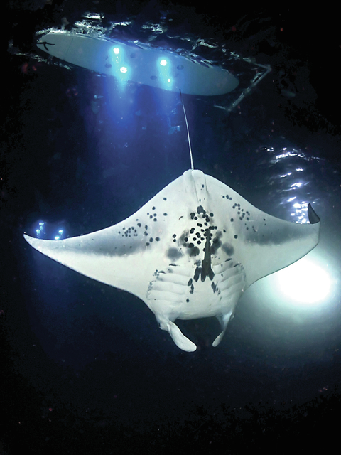 Manta ray tour proposals debated - Hawaii Tribune-Herald