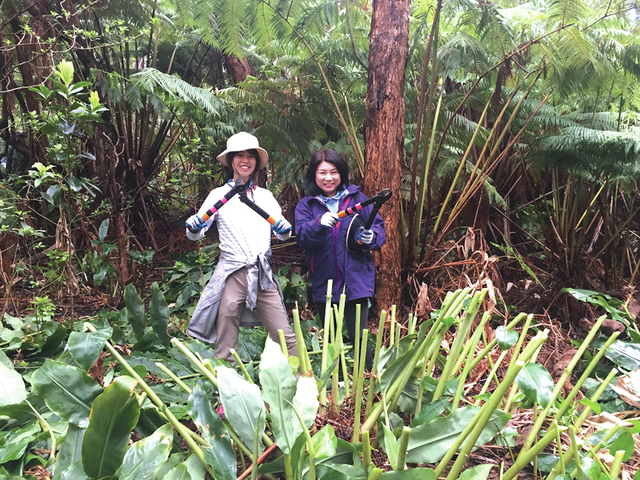4377370_web1_Volunteers-from-Japan-remove-invasive-plants-from-Devastation-Trail-area960.jpg