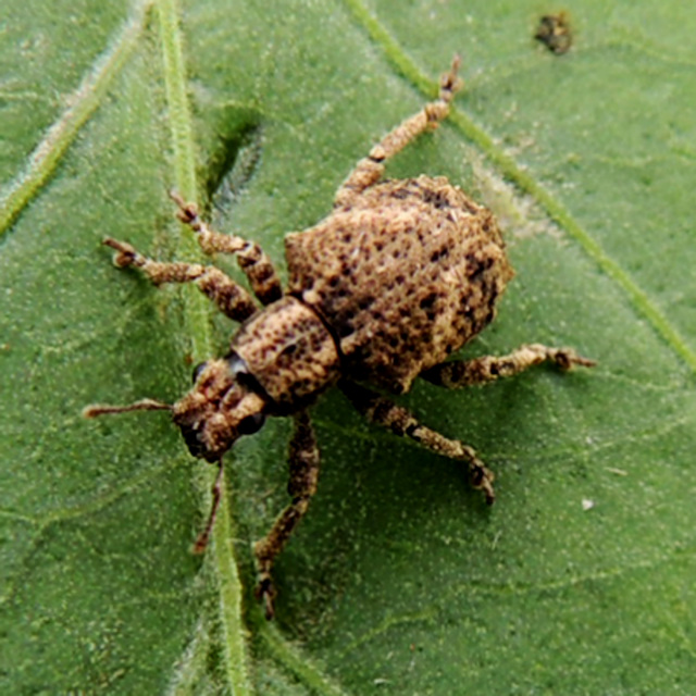 4430655_web1_Weevil.jpg