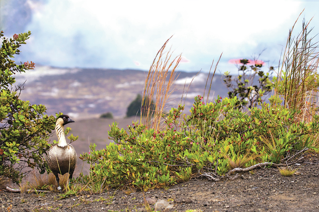 4503989_web1_Nene-with-lava-lake-in-backgr-ound_NPSPhoto_JaniceWei_mr.jpg