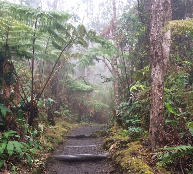 4516214_web1_Native-rainforest-along-Crater-Rim-Trail.jpg