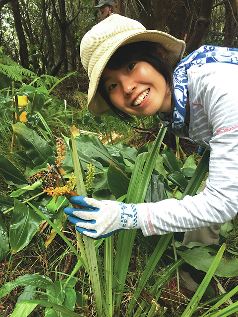 4633112_web1_A-volunteer-frees-a-native-painiu-lily-from-invasive-ginger.jpg