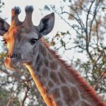 4674543_web1_Image00001_Giraffe_4x6_horiz.jpg