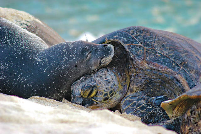 5144704_web1_Honu-and-monk-seal_MarineWildlifeProgram.jpg