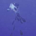 5168478_web1_Acanthurus_nigrofuscus_spawning_5.jpg