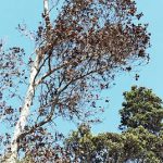 5320466_web1_ROD-infected-tree-in-Hawaii-Volcanoes-National-Park-Chain-of-Craters-Road.jpg