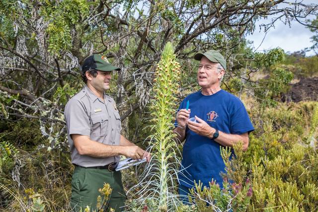 5688337_web1_Park-ecologist-David-Benitez-and-Rob-Robichaux-collecting-pollen-from-a-Kau-silversword.jpg