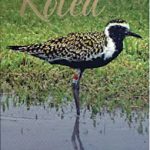 5969417_web1_Kolea-cover.jpg