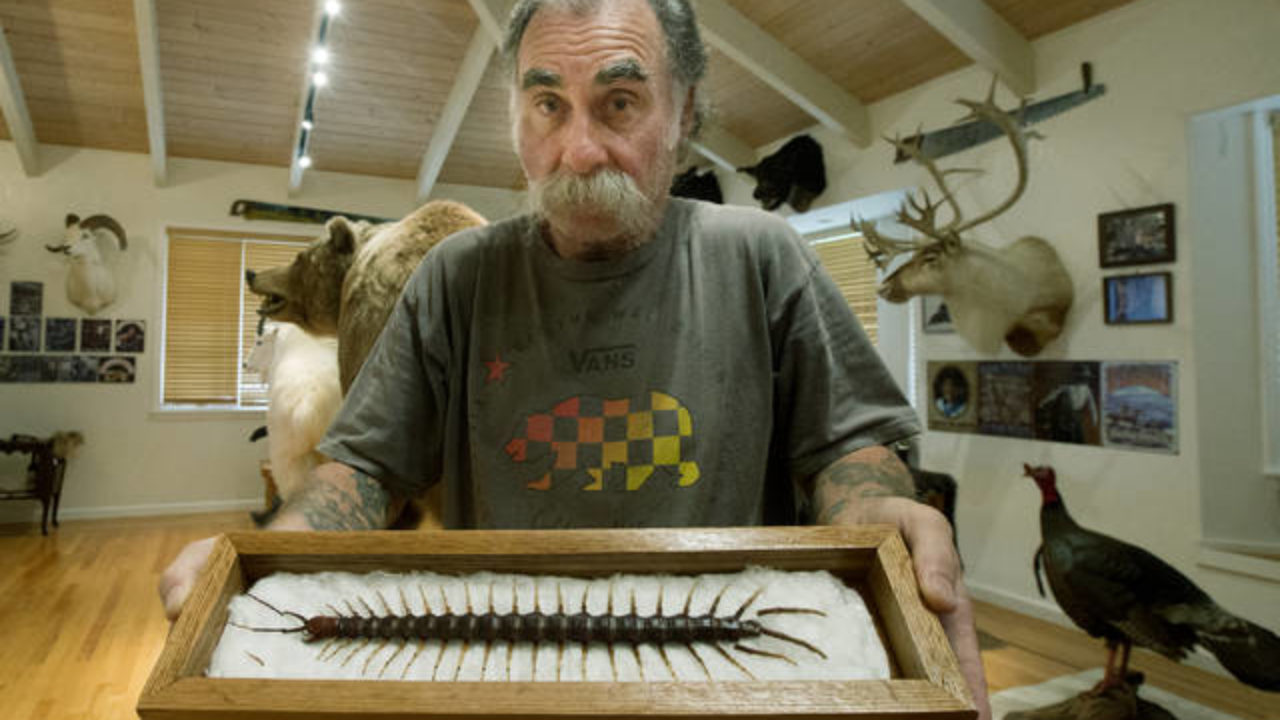 A colossal creepy-crawly catch: Man finds 14.5-inch-long
