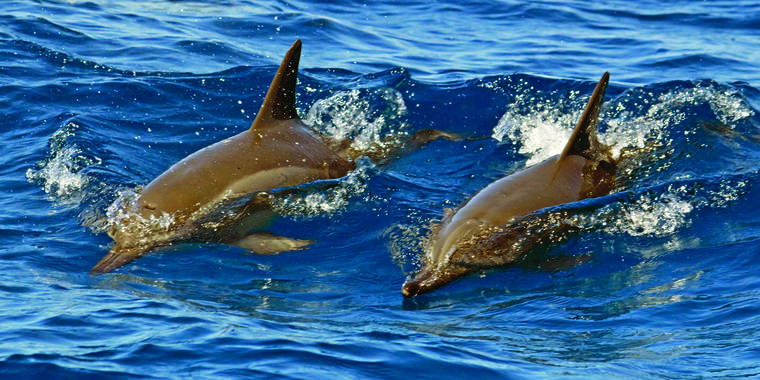 Dolphin In Hawaiian