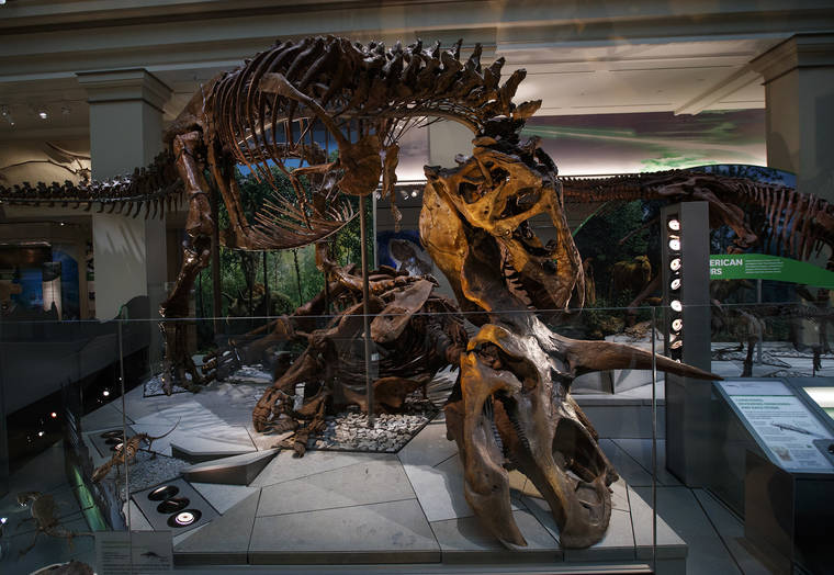 TYRANNOSAURUS TREX  DINOSAUR Skeleton Museum natural History 6x9 GIANT postcard 