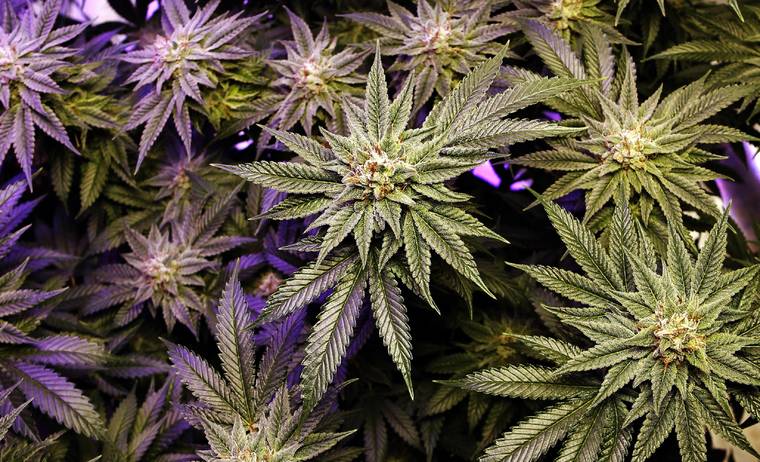 A bevy of marijuana bills: Full legalization, dispensary improvements among  proposed measures - Hawaii Tribune-Herald