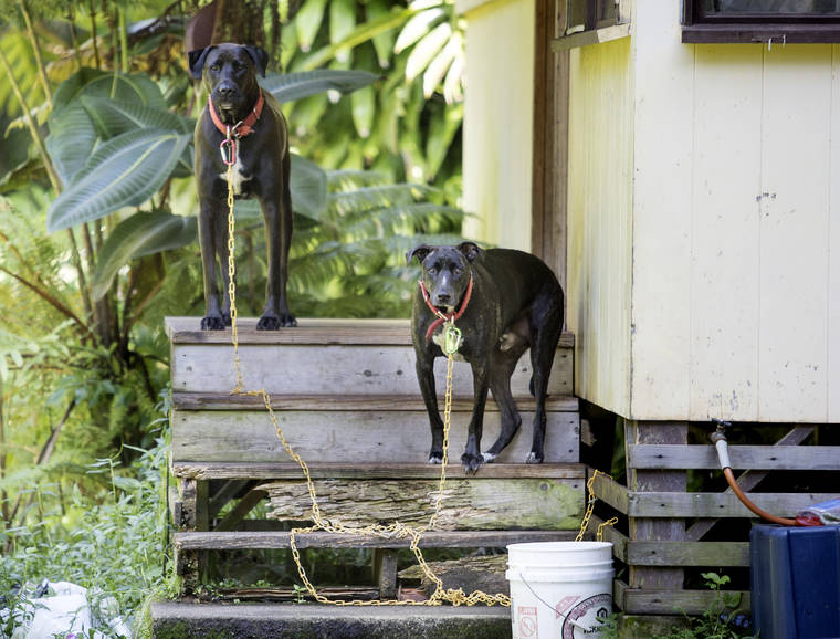 Bills target dog-tethering - Hawaii Tribune-Herald