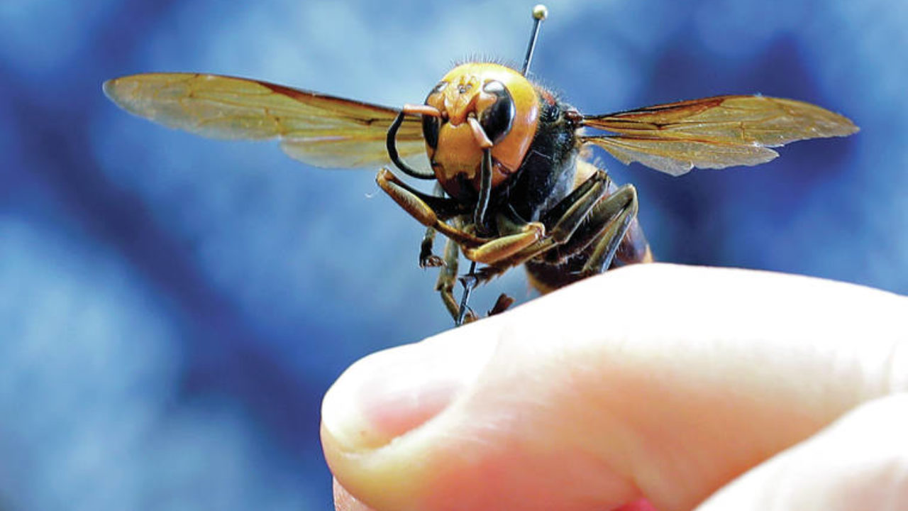 Murder Hornets,' with sting that can kill, land in U.S.