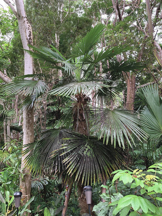 Tropical Gardening: Global warming means palms in surprising places - Hawaii Tribune-Herald
