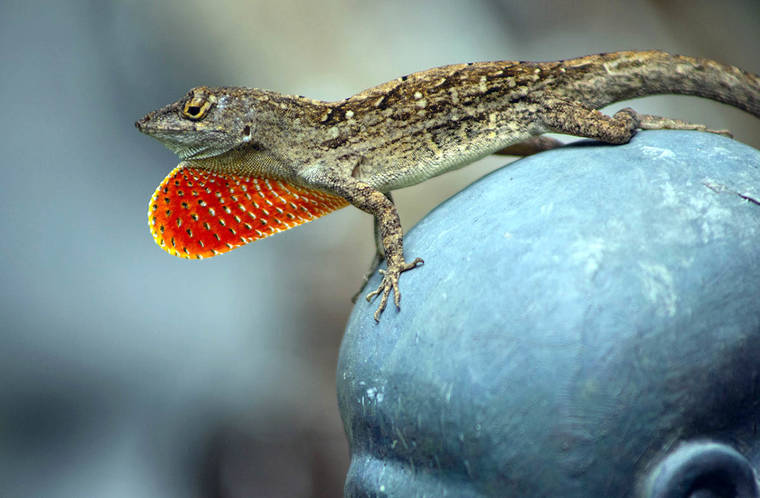 Leaping lizard hawaii