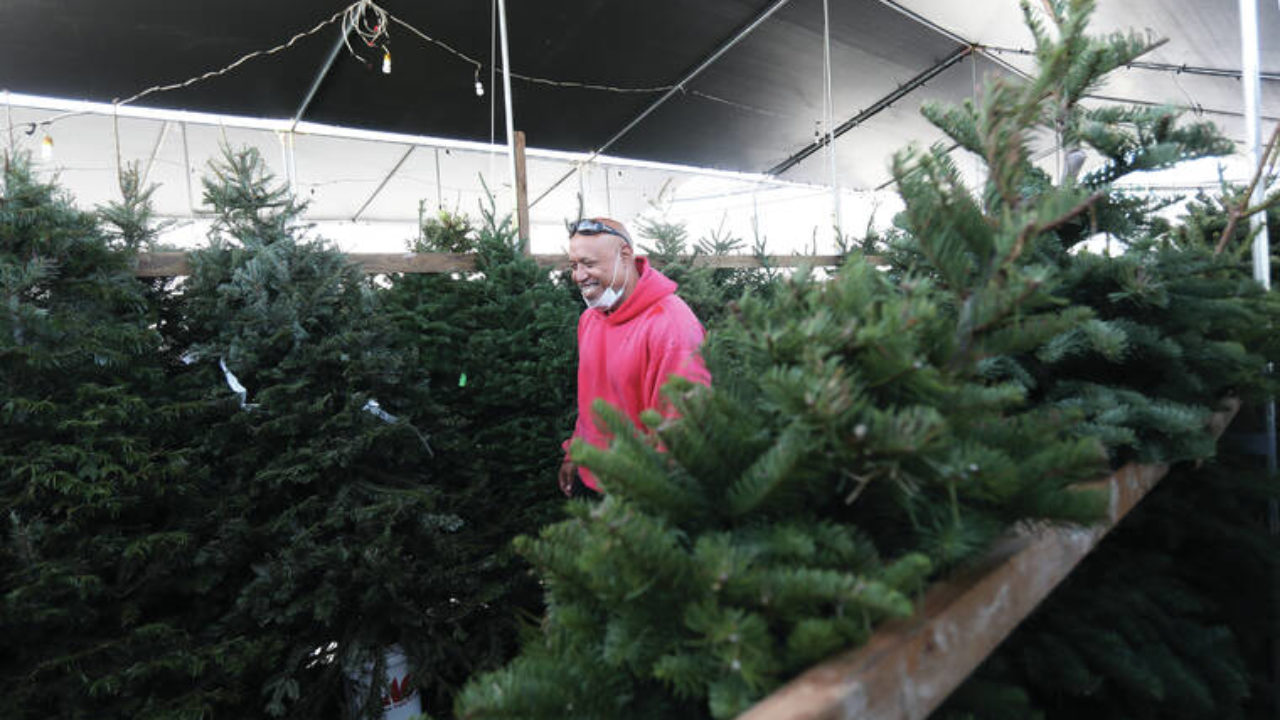 Christmas Trees: My Favorite Picks This Season — Kayla Haven