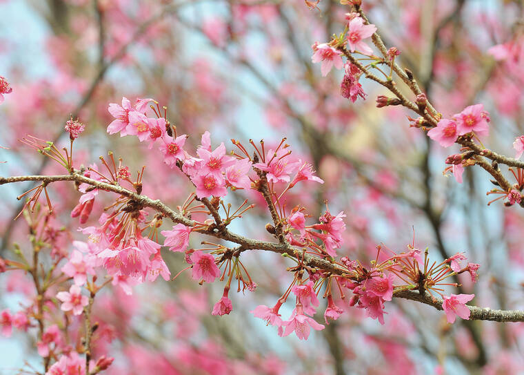 web1 Cherry Blossom Festival 0074