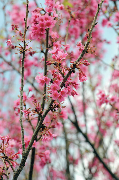 web1 Cherry Blossom Festival 0076