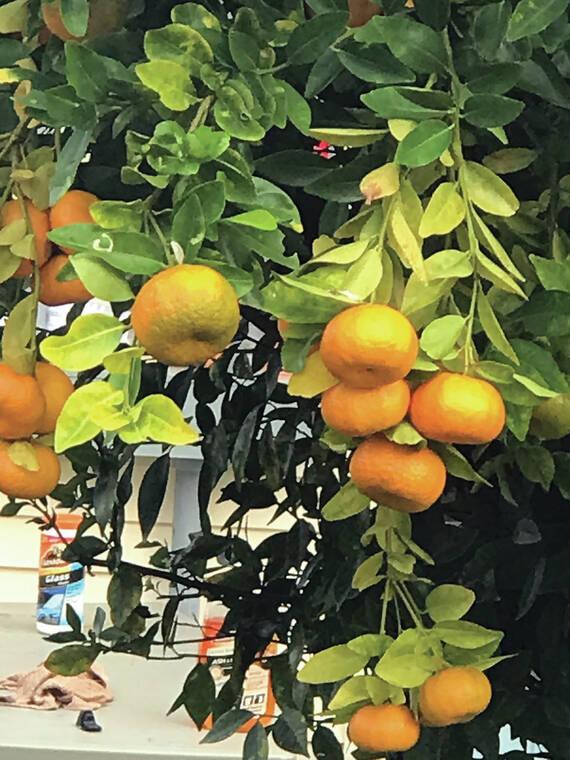 Let’s Talk Food: A bumper crop of tangerines