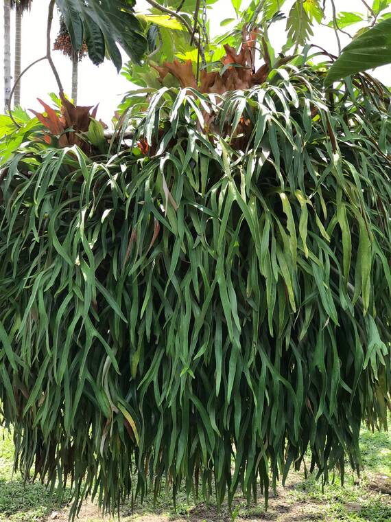 Tropical Gardening: Staghorn ferns are the survivors of dinosaur days