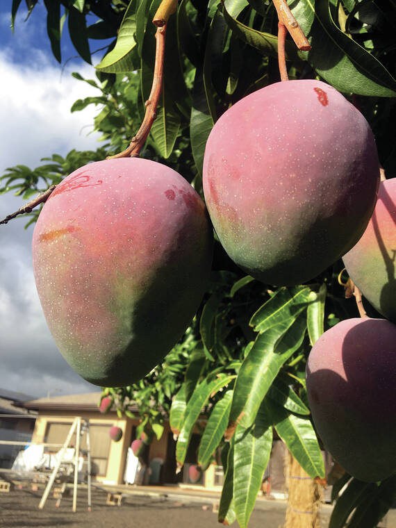 Let’s Talk Food: Mangoes are in season