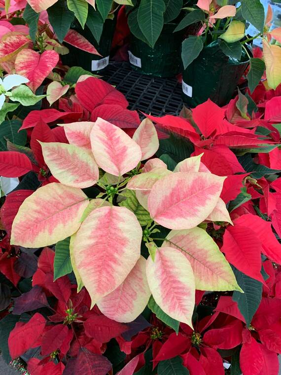 Tropical Gardening: Poinsettias are showing color for the holidays